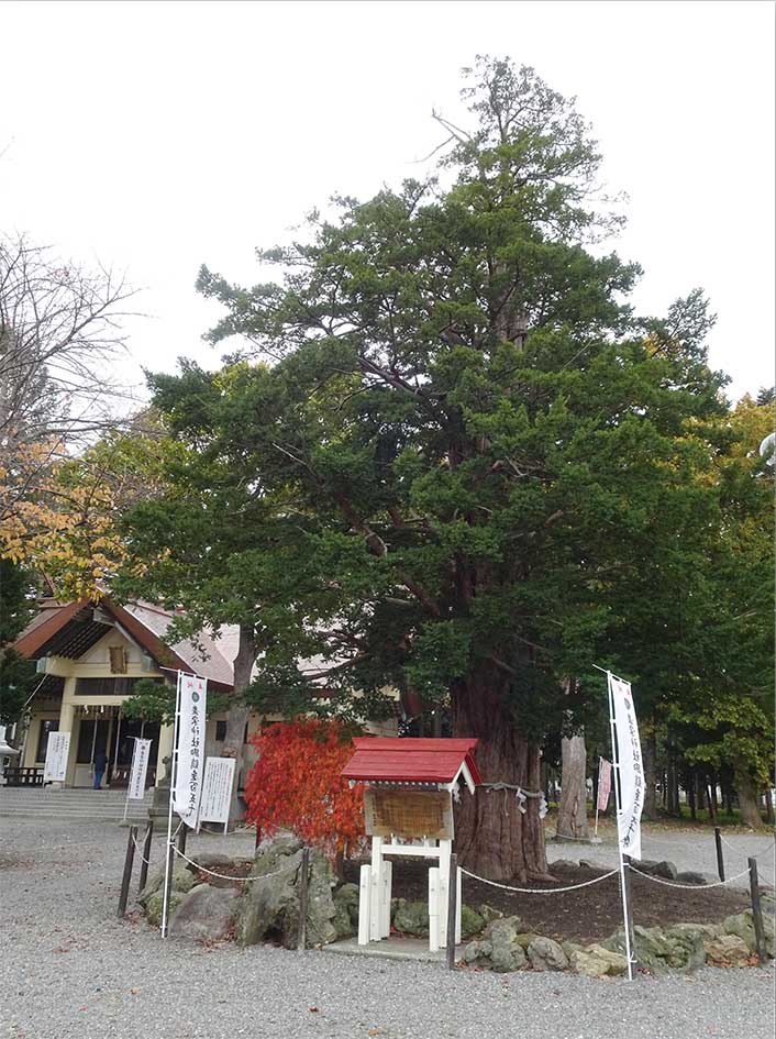 御神木いちいの木